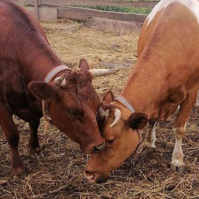 СЛУЖЕНИЕ КОРОВKE ШРИМАТИ